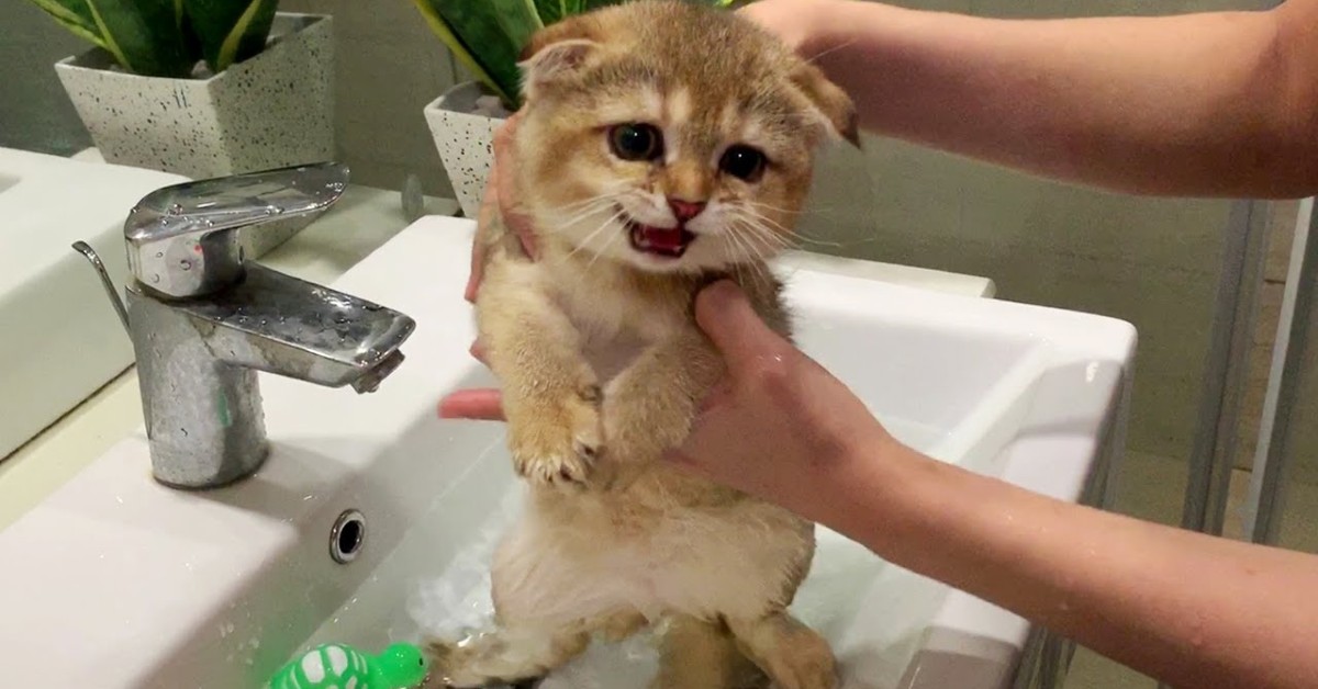 Gattino fa il primo bagno, ma non sembra proprio felice: le sue reazioni (VIDEO)