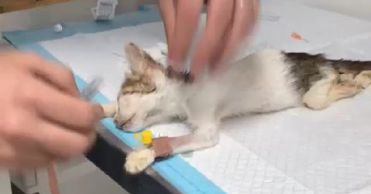 Gattino lotta per la vita: abbandonato dalla mamma, fa di tutto per salvarsi (VIDEO)