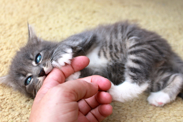 gattino mordicchia la mano