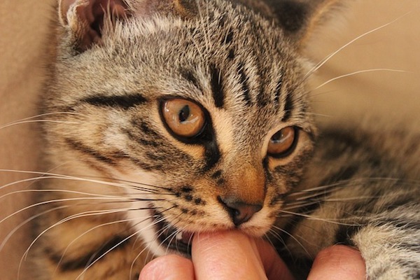 gattino mordicchia la mano