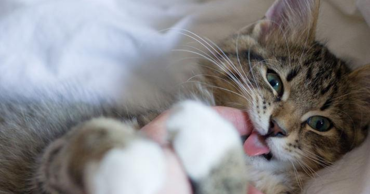 Gattino mordicchia la mano: ecco cosa significa questo comportamento