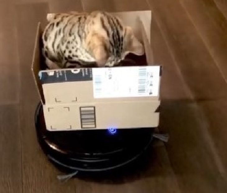 tazo gatto aspirapolvere automatico