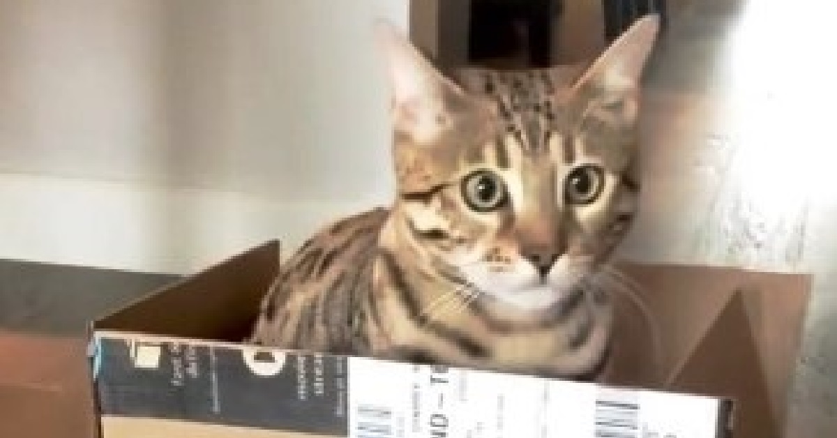 Gattino ossessionato dalle scatole scopre il suo passatempo preferito (VIDEO)
