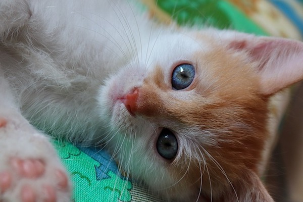 cucciolo di gatto stanco