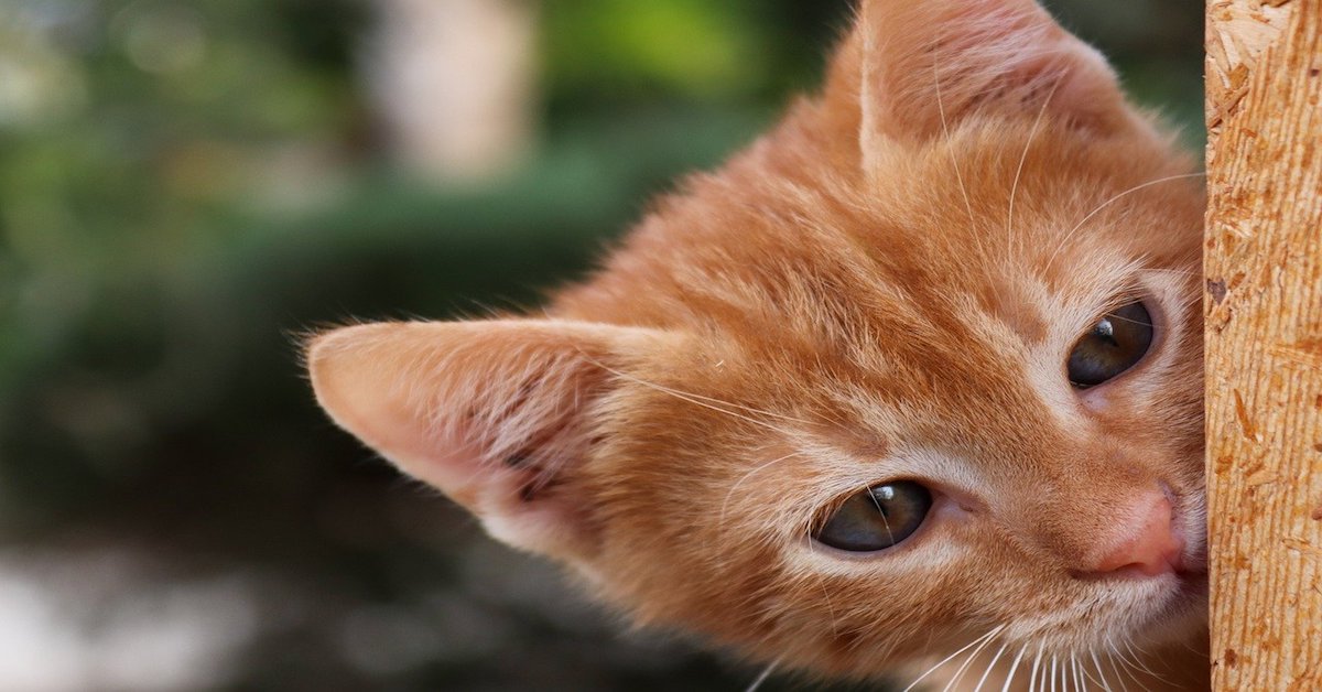 Gattino paralizzato, come crescerlo, aiutarlo e fargli vivere una vita normale