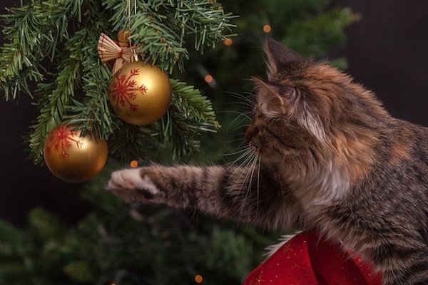 gattino gioca con albero di natale