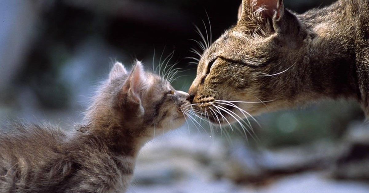 Il gattino riconosce la sua mamma? Cosa sapere sulla famiglia felina