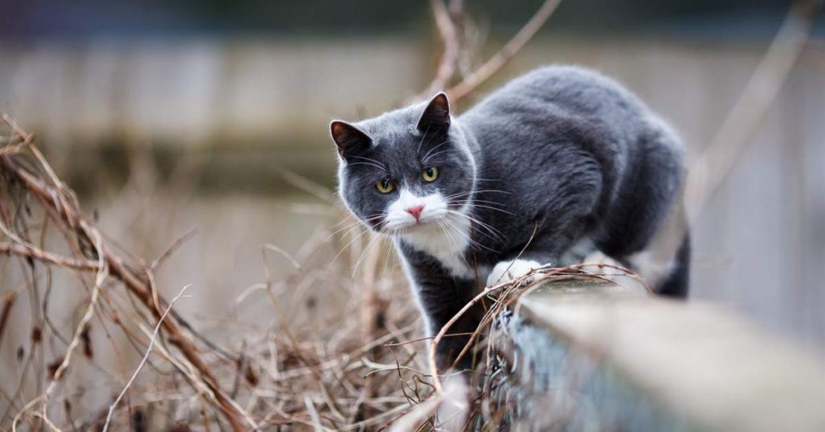 gatto che guarda