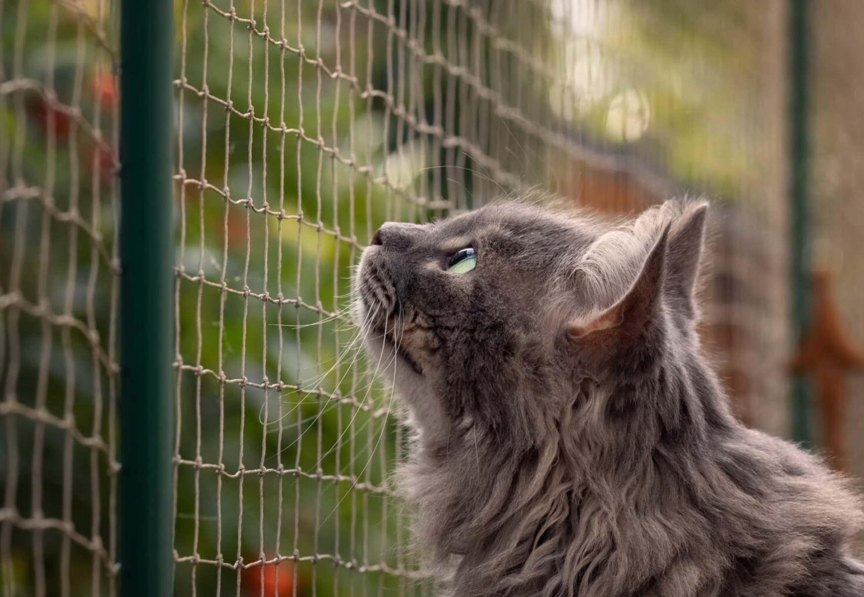 rete per mettere in sicurezza il gatto