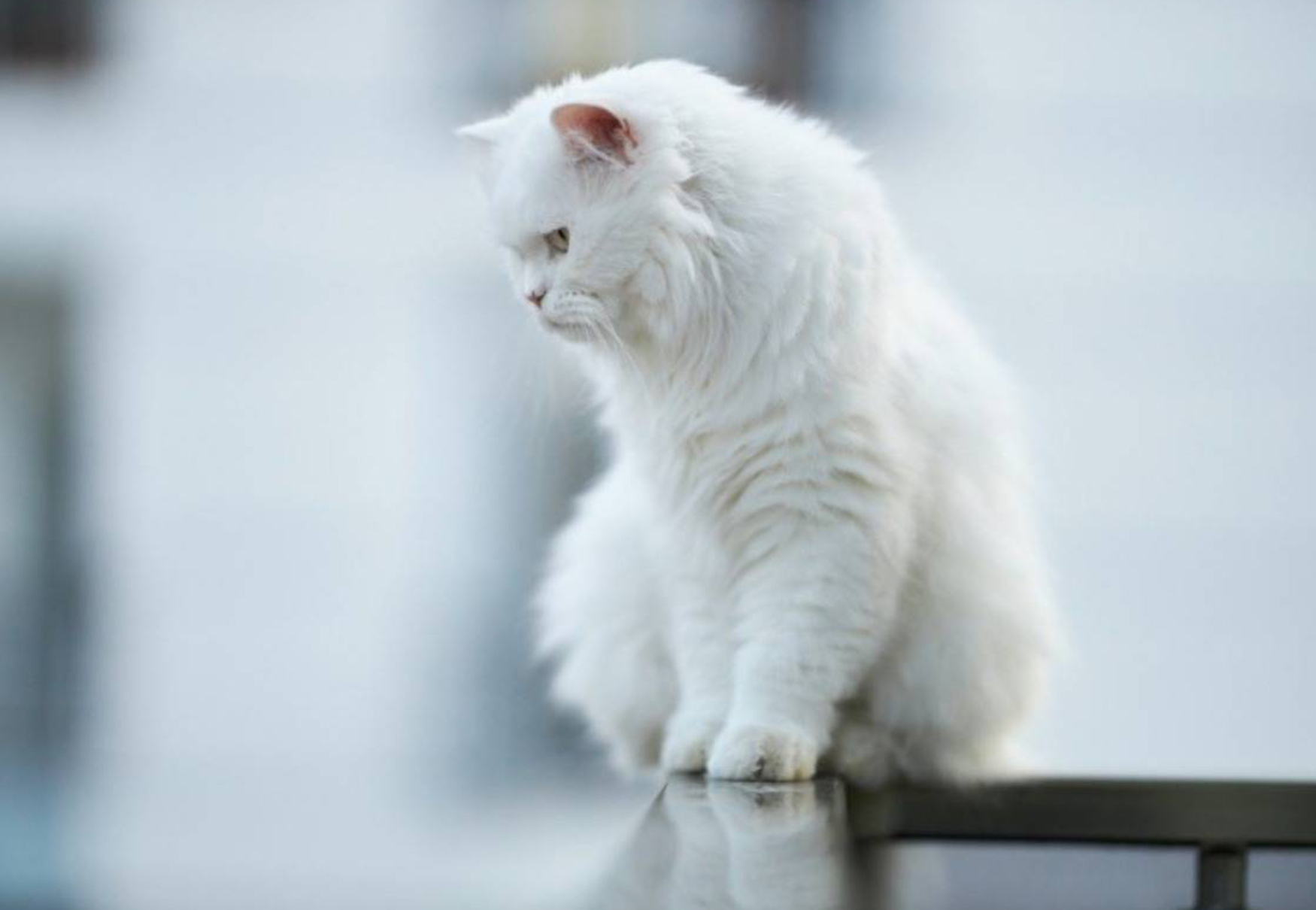 gatto guarda giù dal balcone