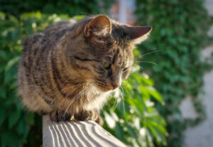 Gattino sale sulla ringhiera: come fare per educarlo e farlo smettere