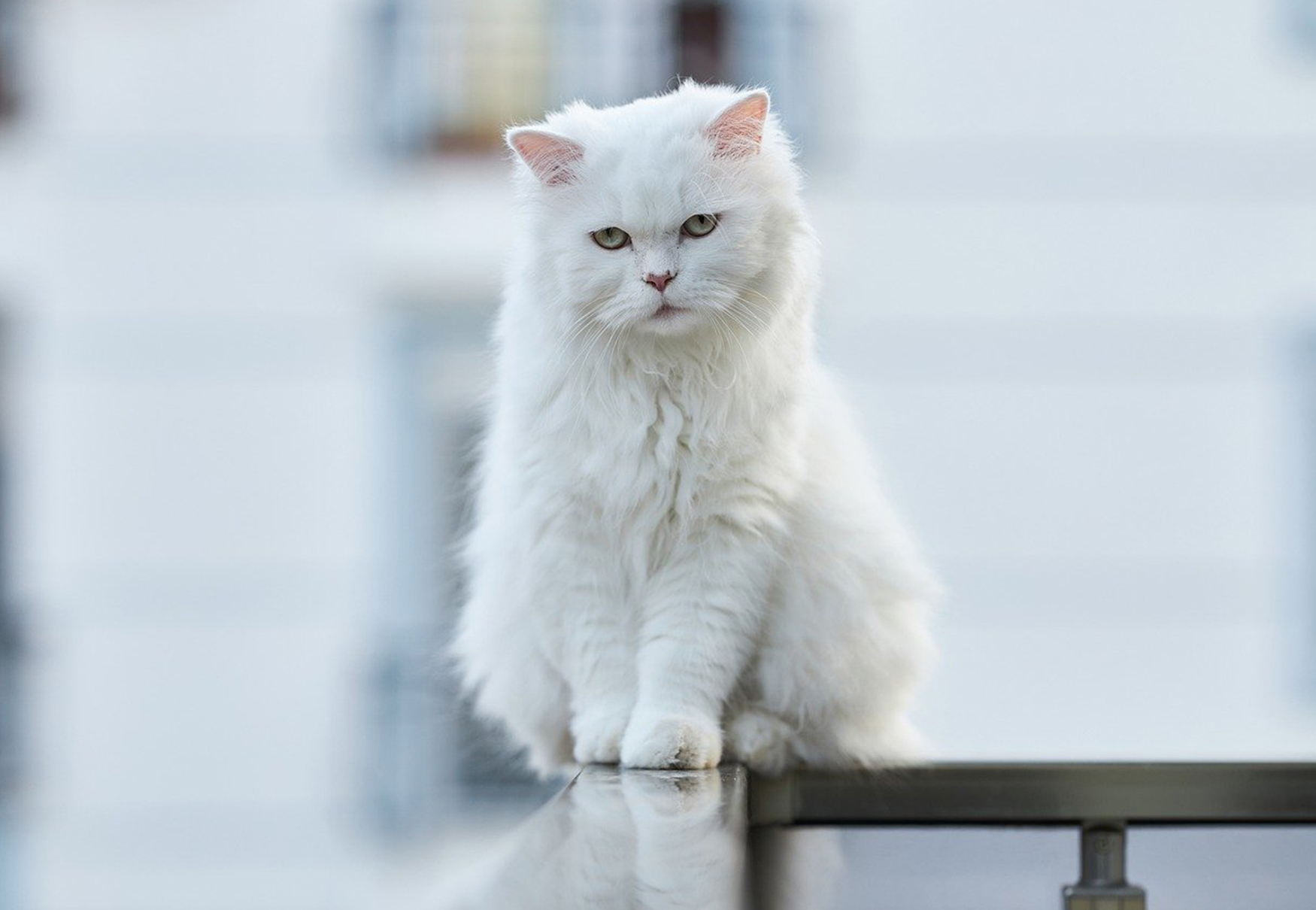 gatto bianco in equilibrio sulla ringhiera