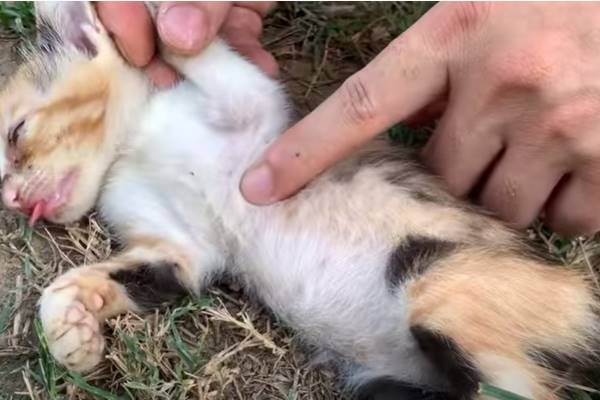 ragazzo controlla se il gattino ha il battito