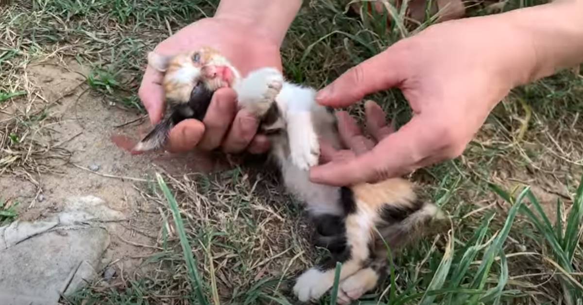 Il gattino sembrava spacciato, ma l’amore l’ha salvato: le immagini commuoventi (VIDEO)