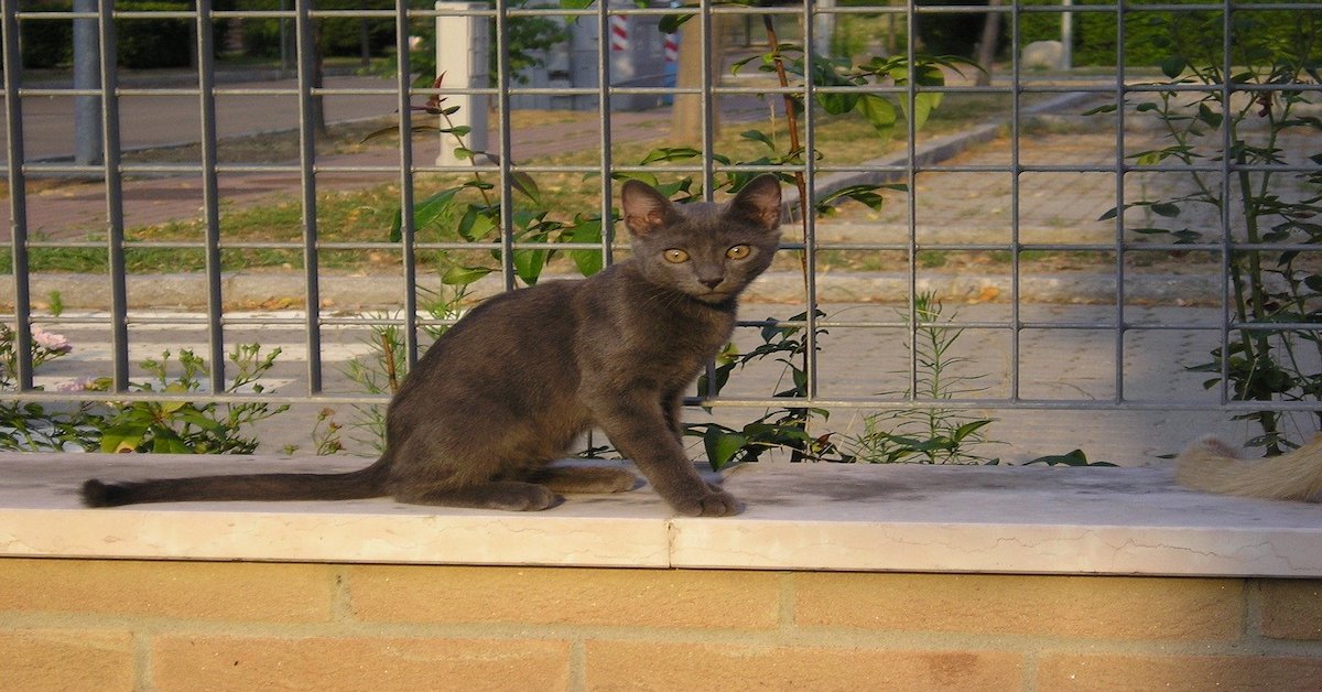 Gattino troppo magro: cause e soluzioni per far ingrassare Micio