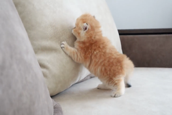 gatto sul cuscino
