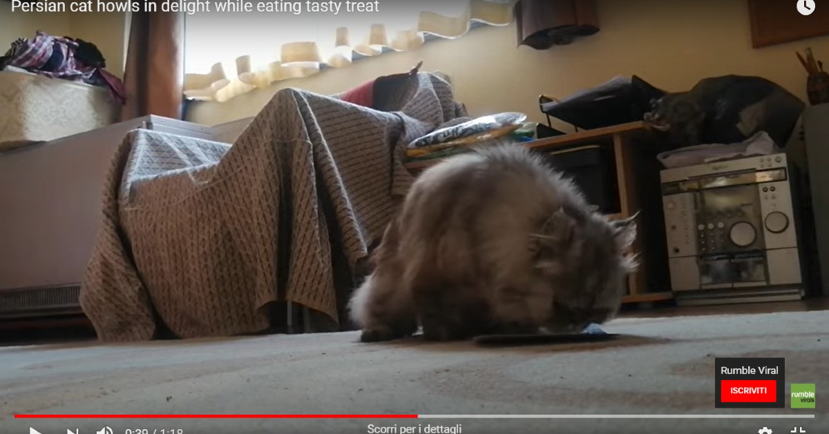 Gatto apprezza il suo cibo e lo commenta: i suoi versi dicono tutto – VIDEO