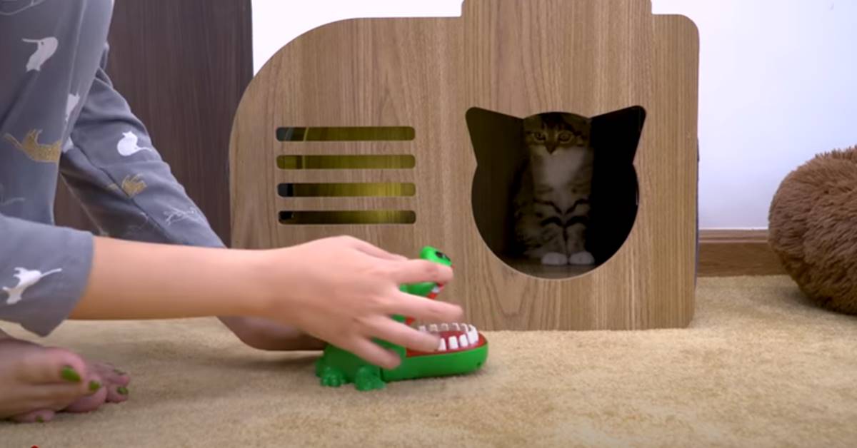 Gatto alle prese con un coccodrillo giocattolo: la reazione è tutta da ridere – VIDEO