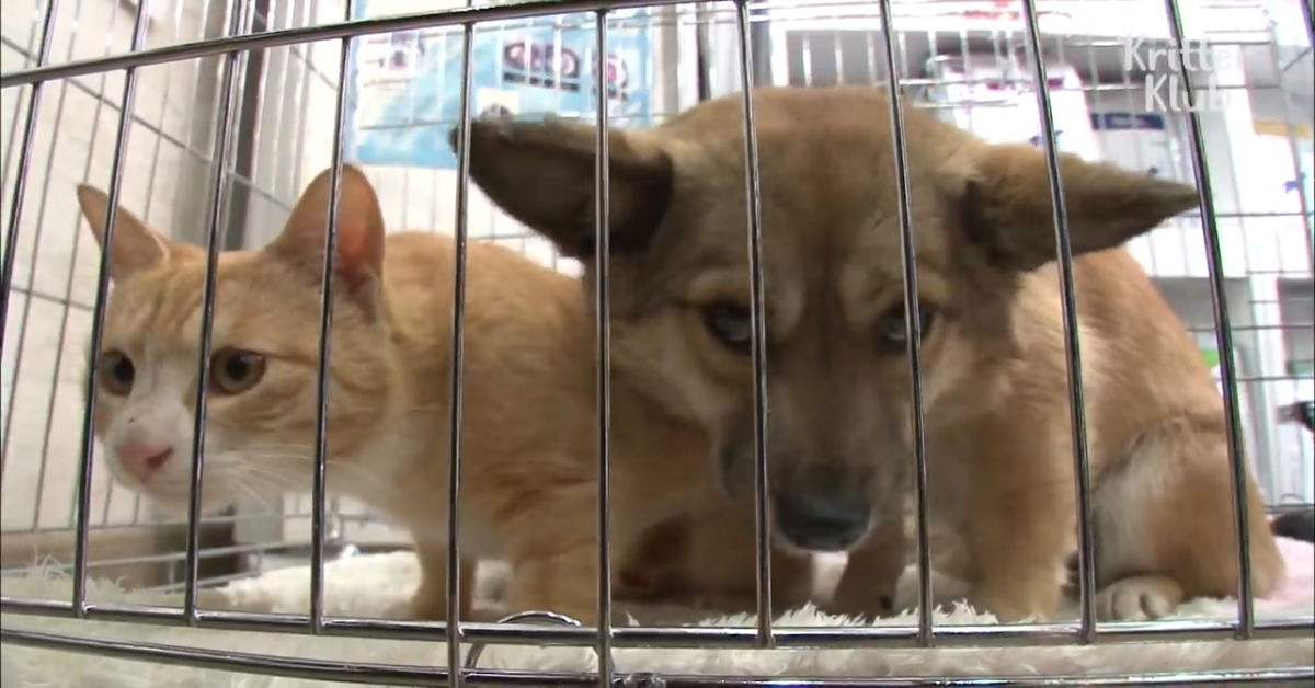 Gatto conforta un cane in difficoltà: l’amicizia tra i due è tenerissima – VIDEO