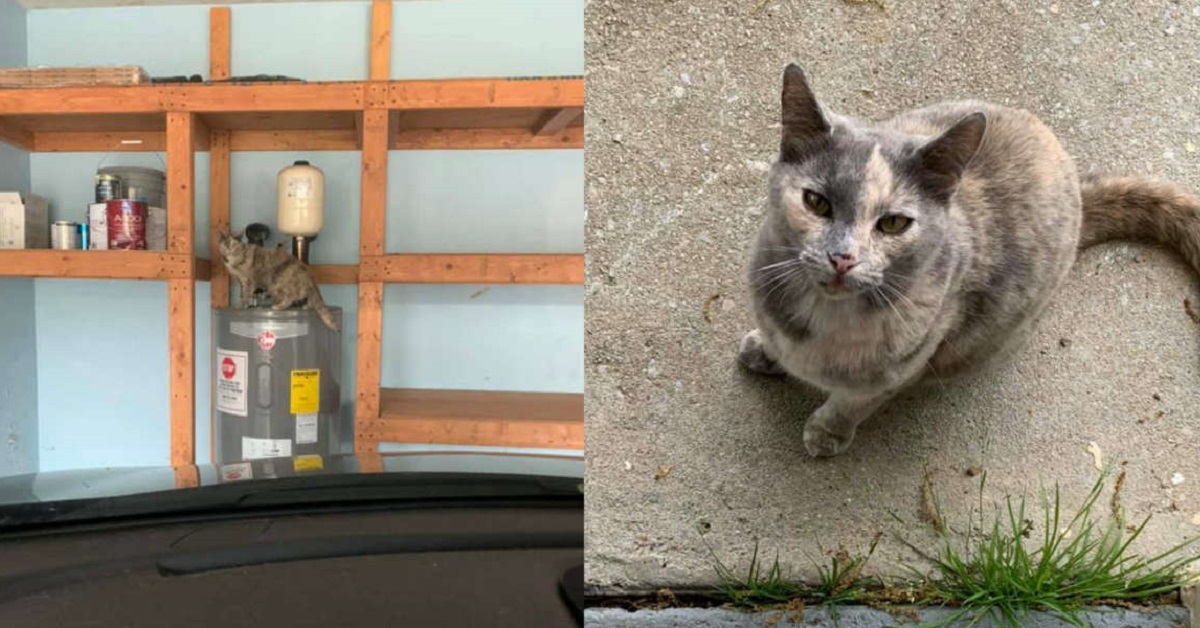 Gatto decide di vivere nella casa in cui sta già traslocando una ragazza (VIDEO)