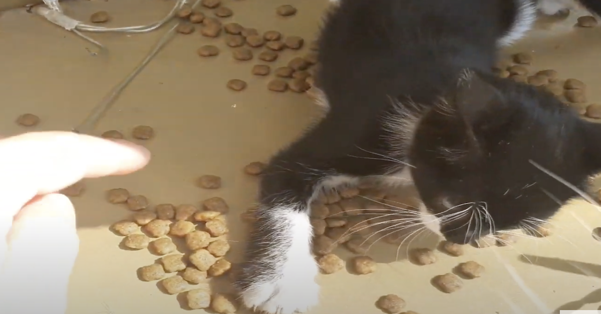Gatto diventa un vero killer quando mangia: le immagini sono buffissime (video)