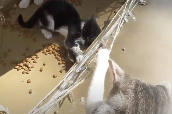 gatti hanno fame e si azzuffano