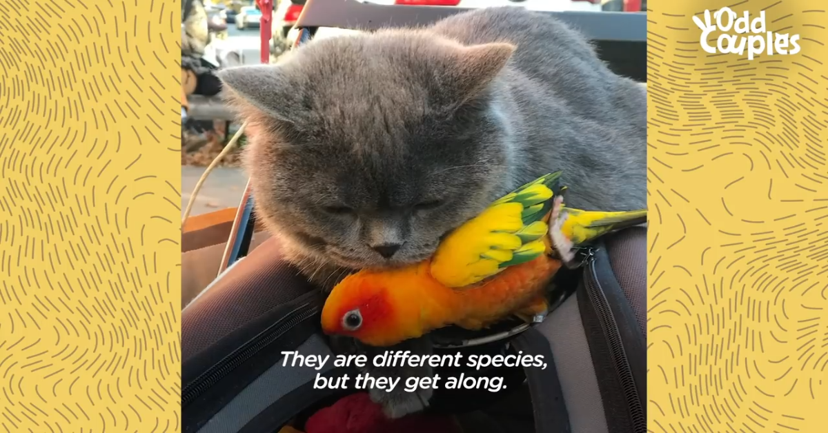 Gatto e pappagallo, due splendidi amici