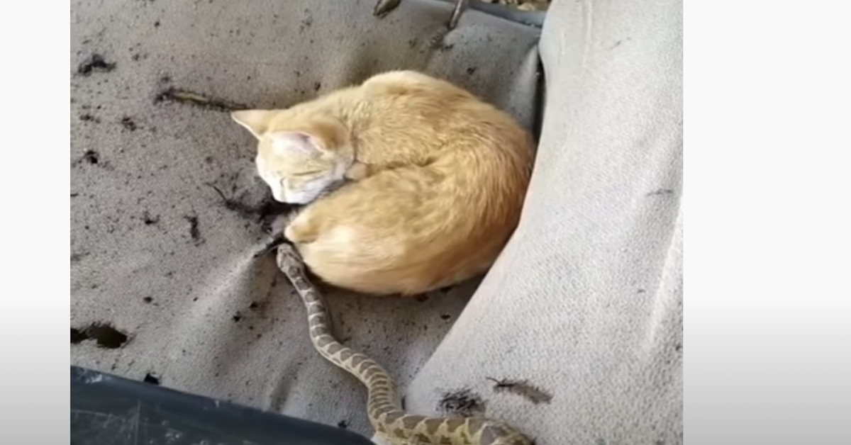 Gatto e serpente: la reazione del micio alla vista del nuovo amico è esilarante