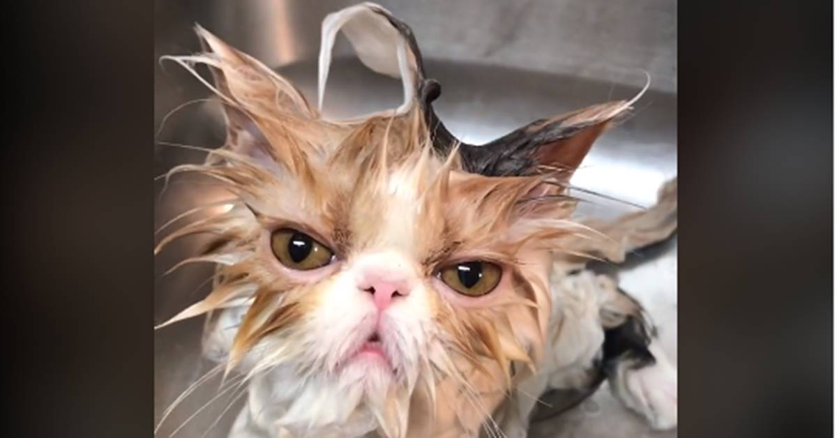 Il gatto fa il bagno, ma la sua espressione dice tutto: non è affatto contento – VIDEO