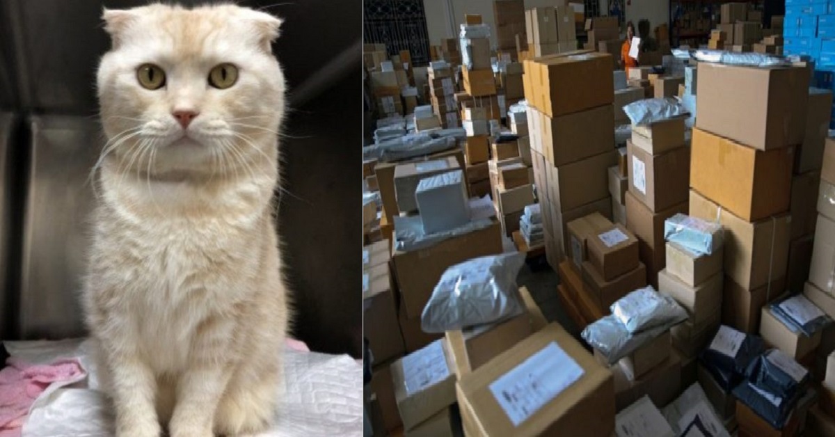 Gatto indesiderato spedito al rifugio in un pacco (FOTO)