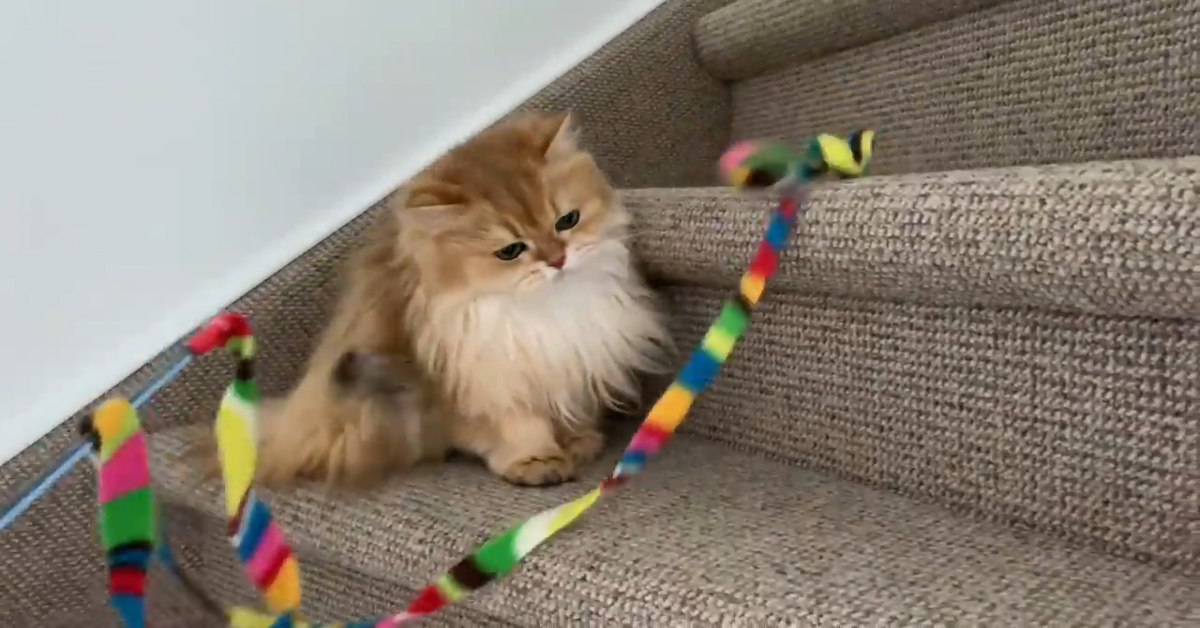 Gatto indifferente fa sorridere: il gioco con il nastro non lo tocca neanche un po’ – VIDEO