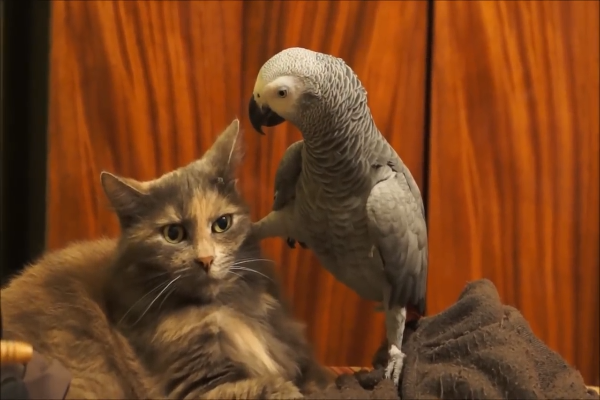 pappagallo e gatto