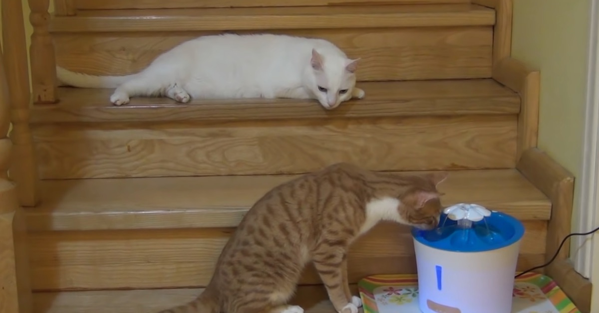 Gatto pigro e gatto curioso scoprono la fontanella