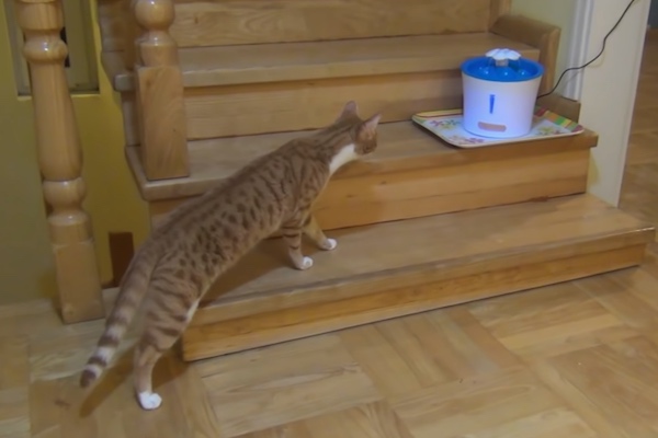 Gatto scopre la fontanella