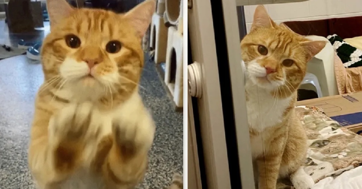 Gatto saluta chiunque passi davanti la sua stanza nel rifugio (VIDEO)