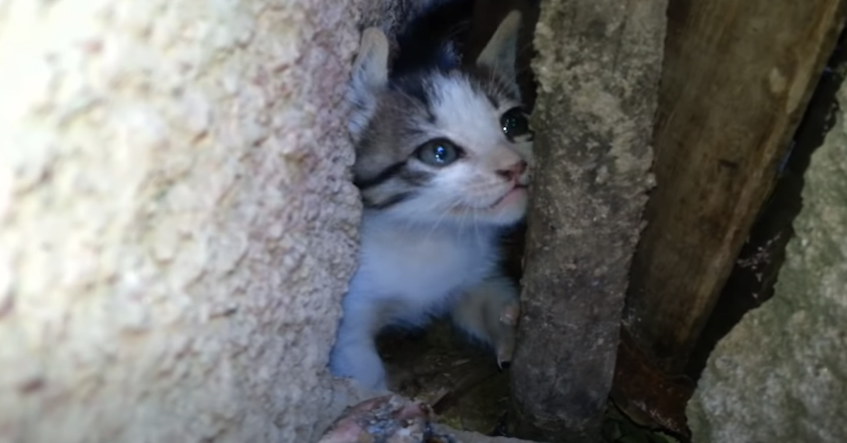 Il gattino si era perso e piangeva: il lieto fine che tutti aspettavano