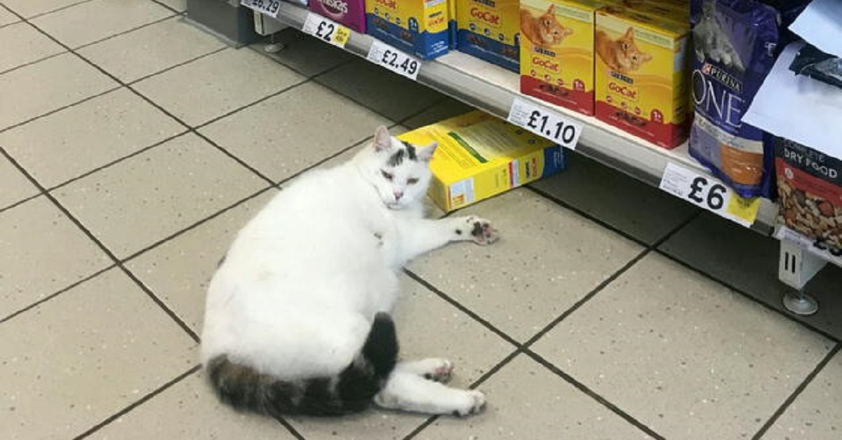 Gatto si intrufola nel supermercato per prendere il suo cibo preferito (VIDEO)