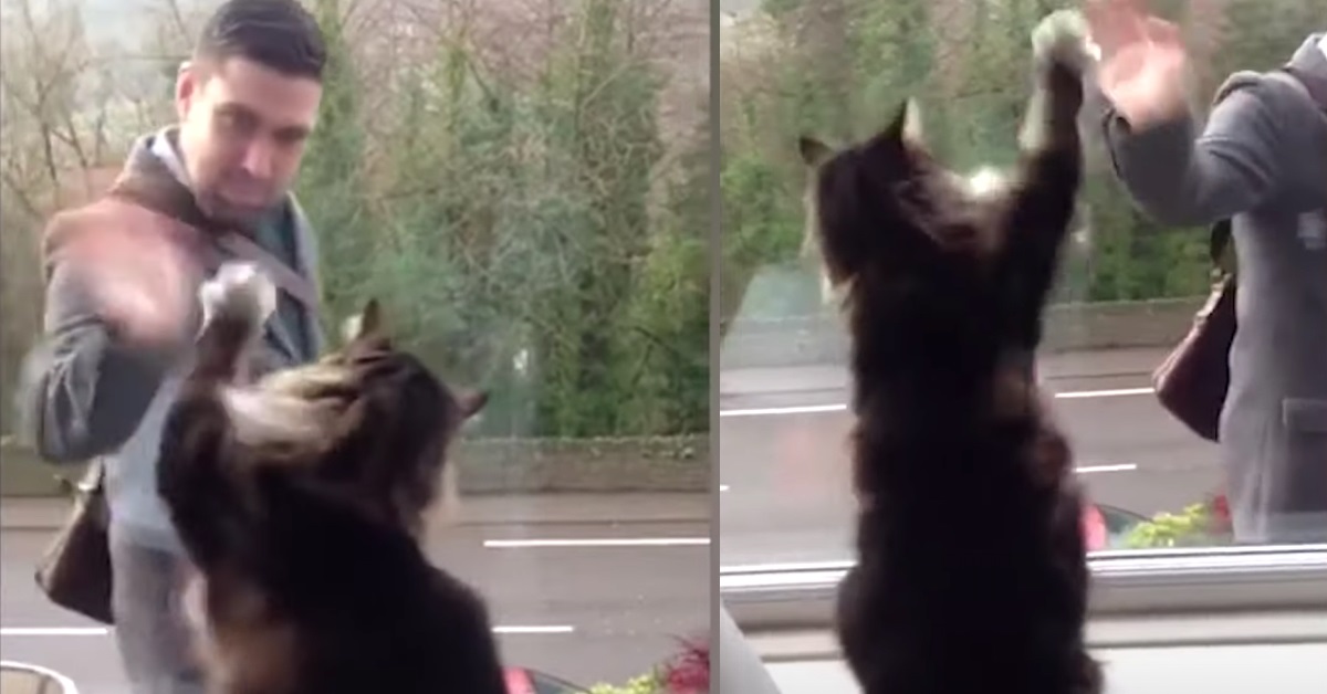Gatto simpatico saluta chiunque passi fuori dalla finestra (VIDEO)