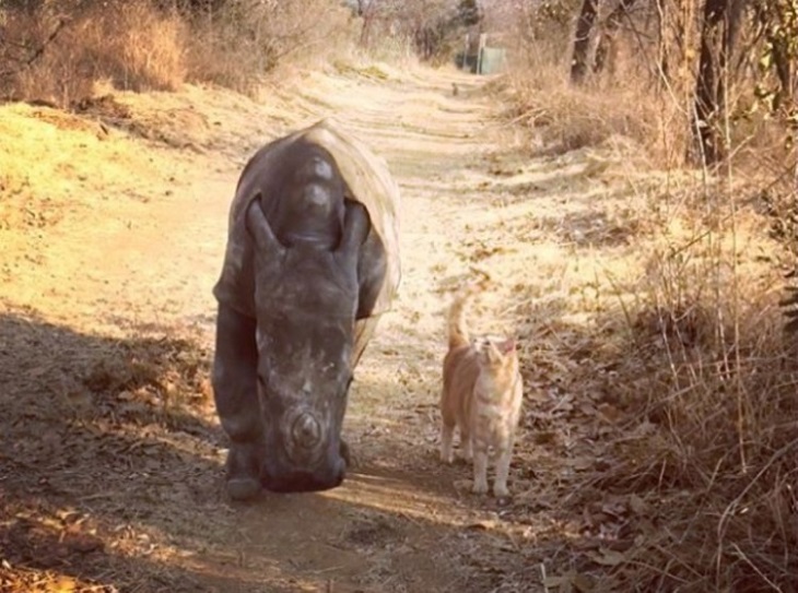 meowie gatto video popolare rinoceronte