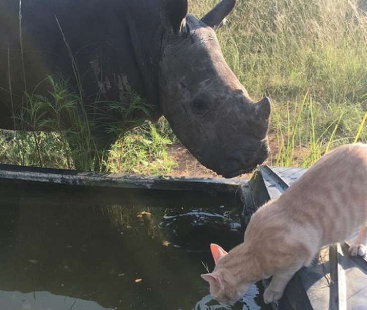 meowie gatto insegnamenti rinoceronte