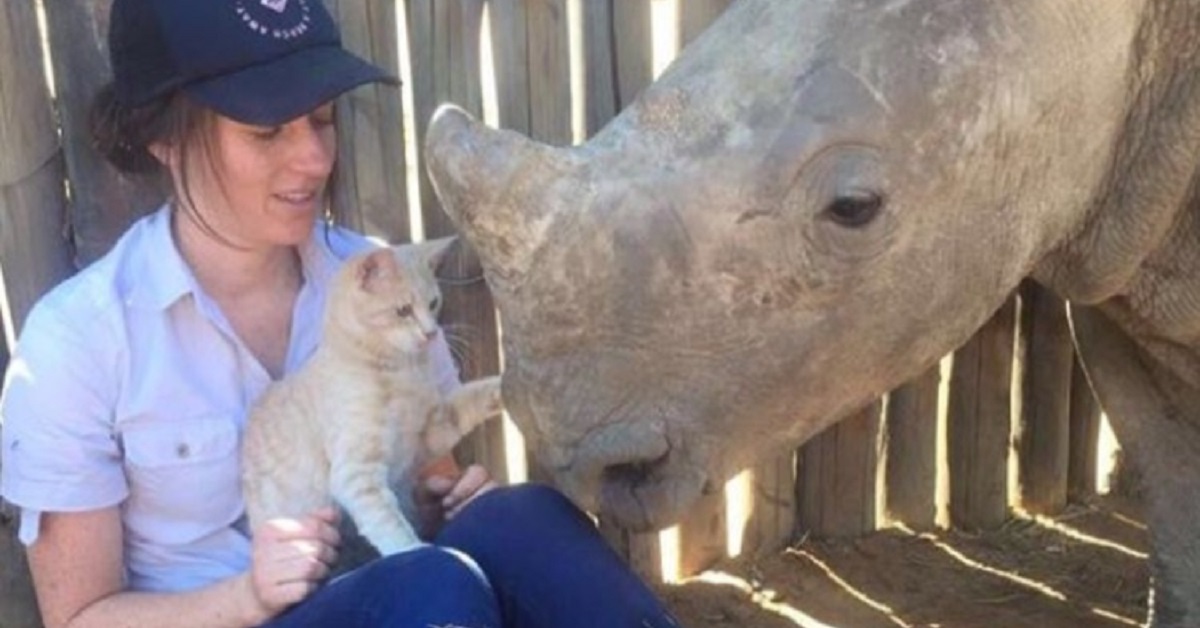 Gatto stringe amicizia con un cucciolo di rinoceronte (VIDEO)
