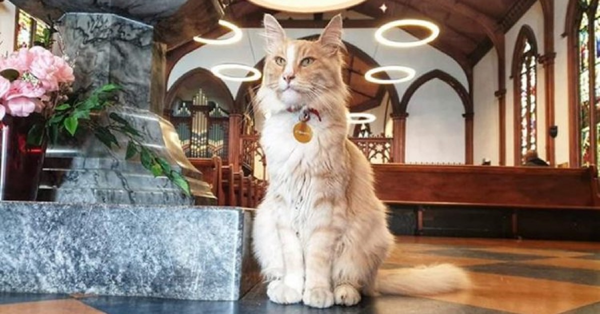 Gatto viene considerato il re di una città in Nuova Zelanda (VIDEO)