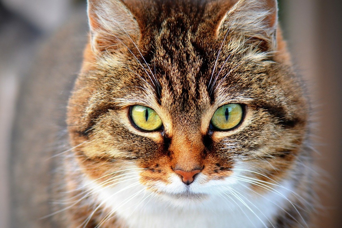 gatto con sguardo attento