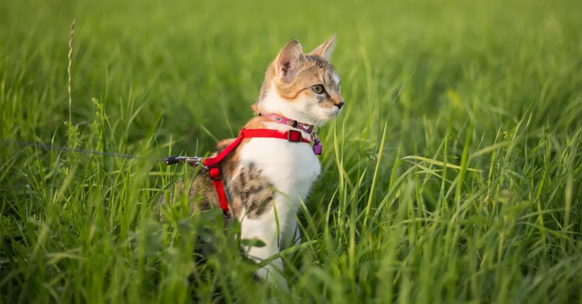 Guinzaglio per il gatto: come funziona e perché usarlo