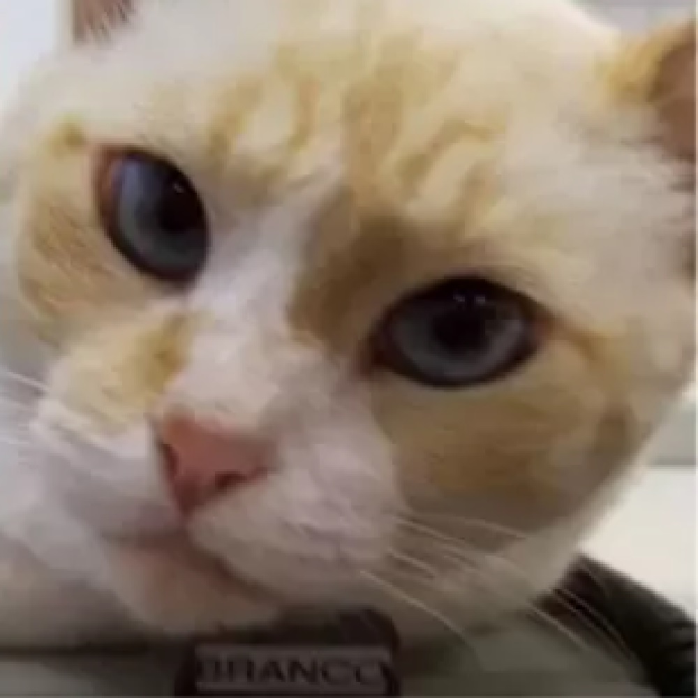 branco gatto mascotte università