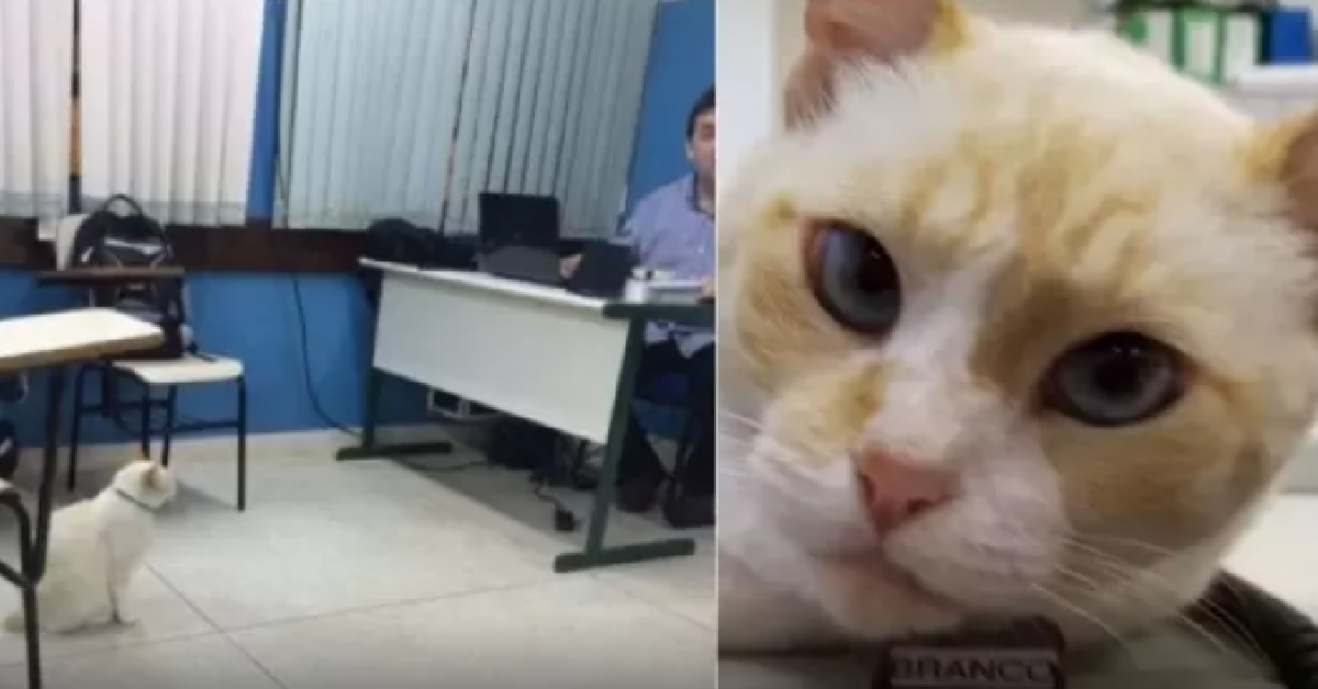 Il gattino che scappa da casa per frequentare l’università (VIDEO)