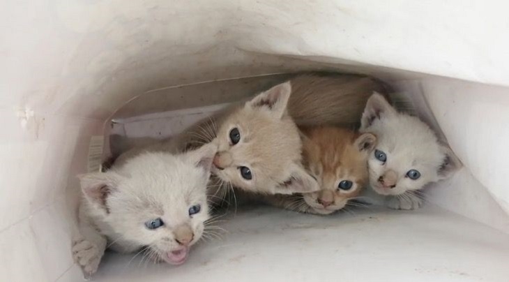 sabina 4 gattini abbandonati busta regalo