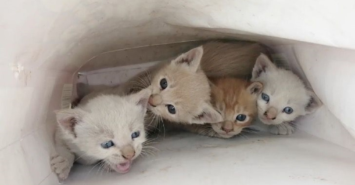 Il salvataggio di 4 gattini chiusi in una busta regalo (FOTO)