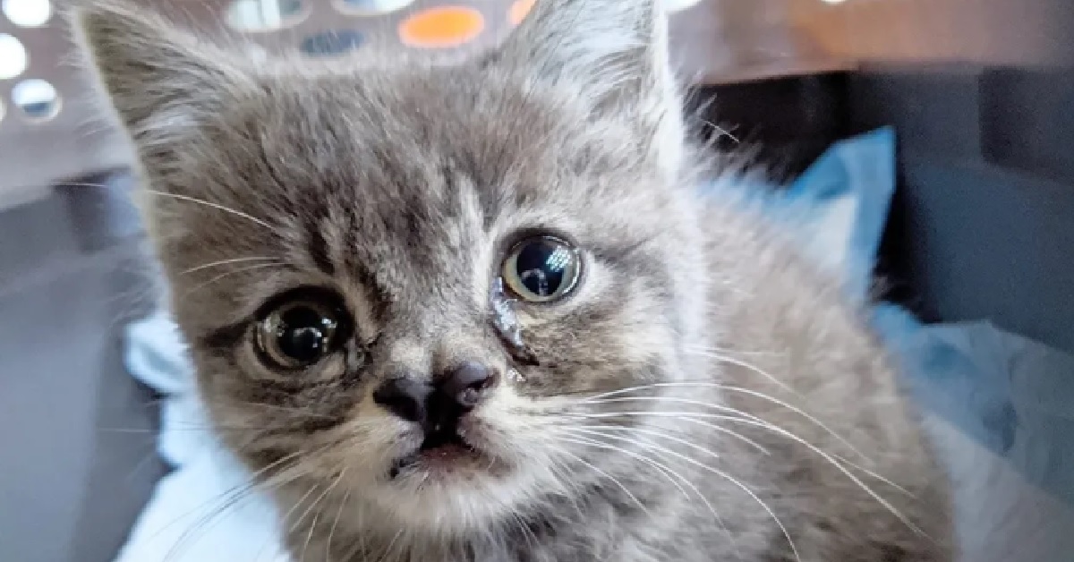 Il salvataggio di Jacob, il gattino con gli occhi “speciali” (VIDEO)