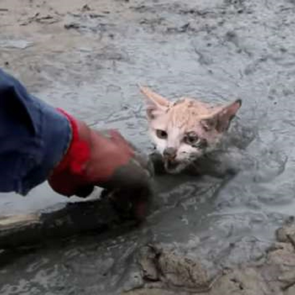 gattino lotta vita contro fine